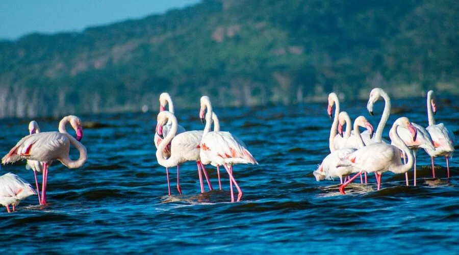 11 Days Budget-Friendly Kenya Tanzania Safari Package 1