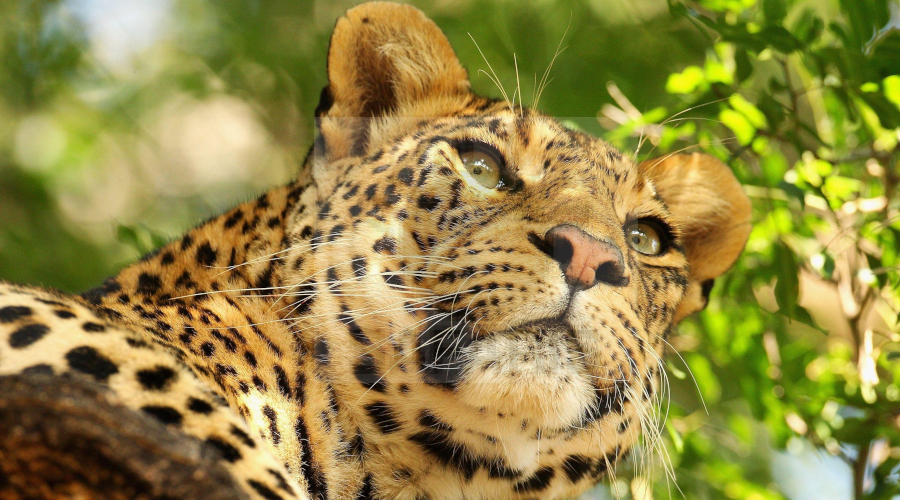 4 Days Masai Mara Tour