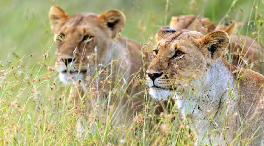 6 Days Kenya Budget Tour