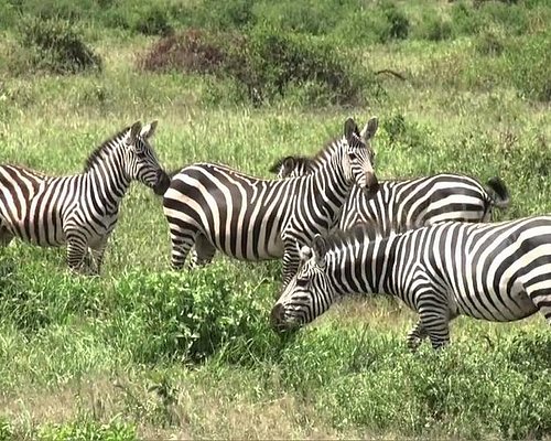 3 Days Best Budget Safari Package